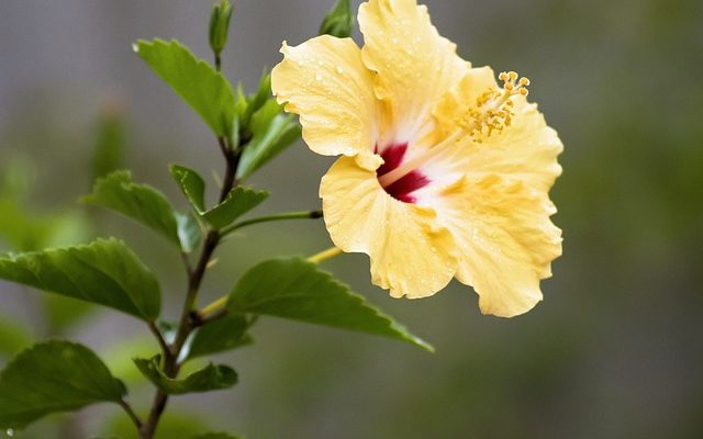 hibiscus rosa-sinensis